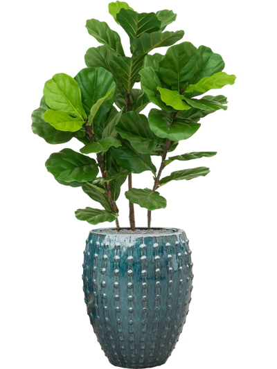 Ansamblu D44xH142cm cu planta naturala Fiddle Tree in ghiveci Laos all inclusive set cu granule decorative