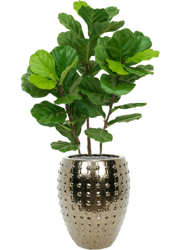 Ansamblu D44xH142cm cu planta naturala Fiddle Tree in ghiveci Laos all inclusive set cu granule decorative