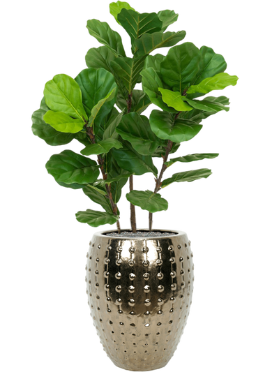 Ansamblu D44xH142cm cu planta naturala Fiddle Tree in ghiveci Laos all inclusive set cu granule decorative