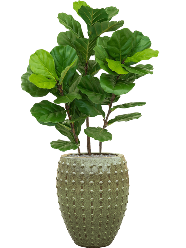 Ansamblu D44xH142cm cu planta naturala Fiddle Tree in ghiveci Laos all inclusive set cu granule decorative