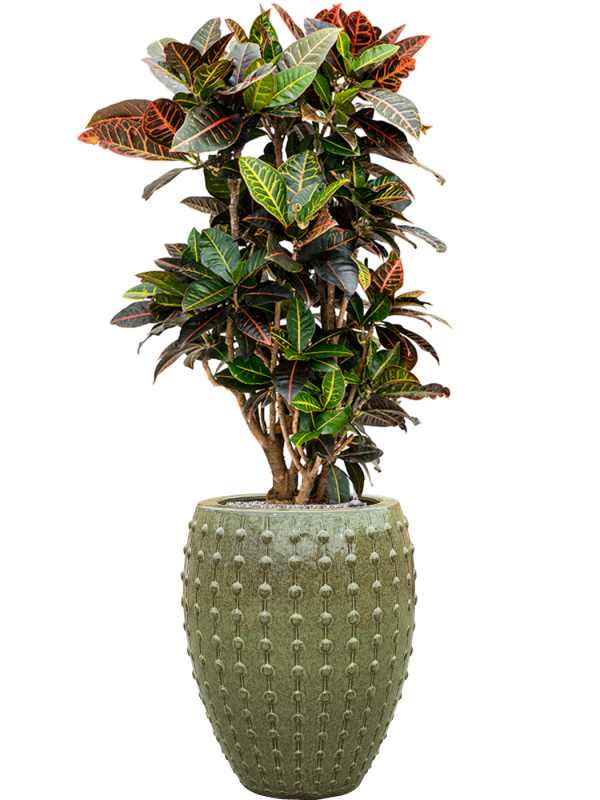 Ansamblu D44xH143cm cu planta naturala Croton (Codiaeum) variegatum 'Petra' in ghiveci Laos all inclusive set cu granule decorative