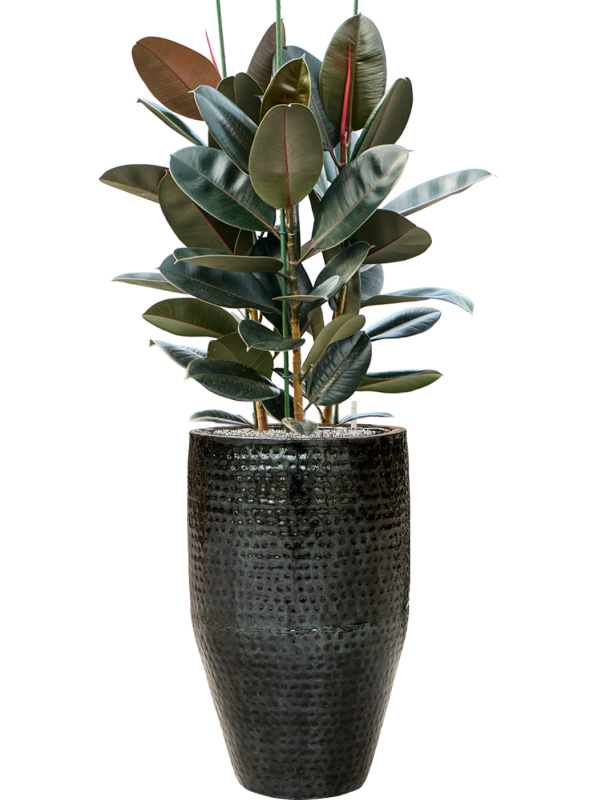 Ansamblu D44xH146cm cu planta naturala Ficus elastica 'Abidjan' in ghiveci Thom all inclusive set cu granule decorative