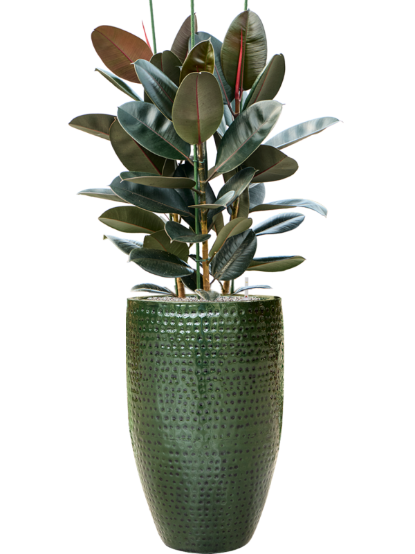 Ansamblu D44xH147cm cu planta naturala Ficus elastica 'Abidjan' in ghiveci Thom all inclusive set cu granule decorative