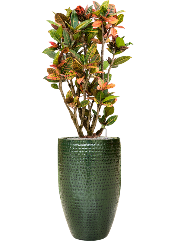 Ansamblu D44xH159cm cu planta naturala Croton (Codiaeum) variegatum 'Petra' in ghiveci Thom all inclusive set cu granule decorative