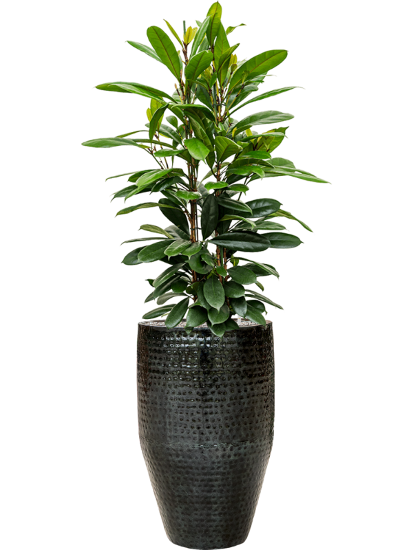 Ansamblu D44xH163cm cu planta naturala Ficus cyathistipula in ghiveci Thom all inclusive set cu granule decorative