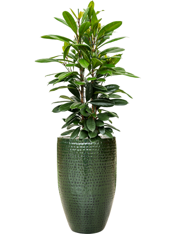 Ansamblu D44xH164cm cu planta naturala Ficus cyathistipula in ghiveci Thom all inclusive set cu granule decorative