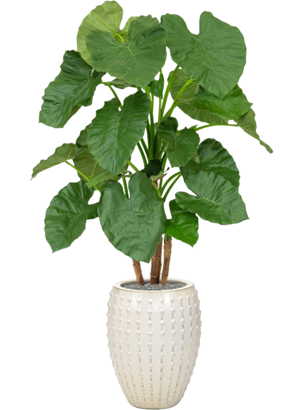 Ansamblu D44xH170cm cu planta naturala Alocasia in ghiveci Laos all inclusive set cu granule decorative