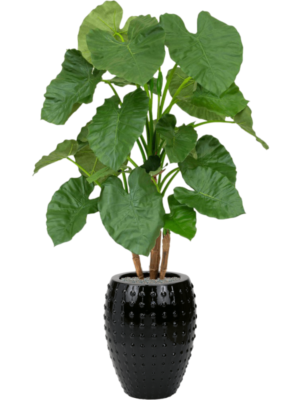 Ansamblu D44xH171cm cu planta naturala Alocasia in ghiveci Laos all inclusive set cu granule decorative