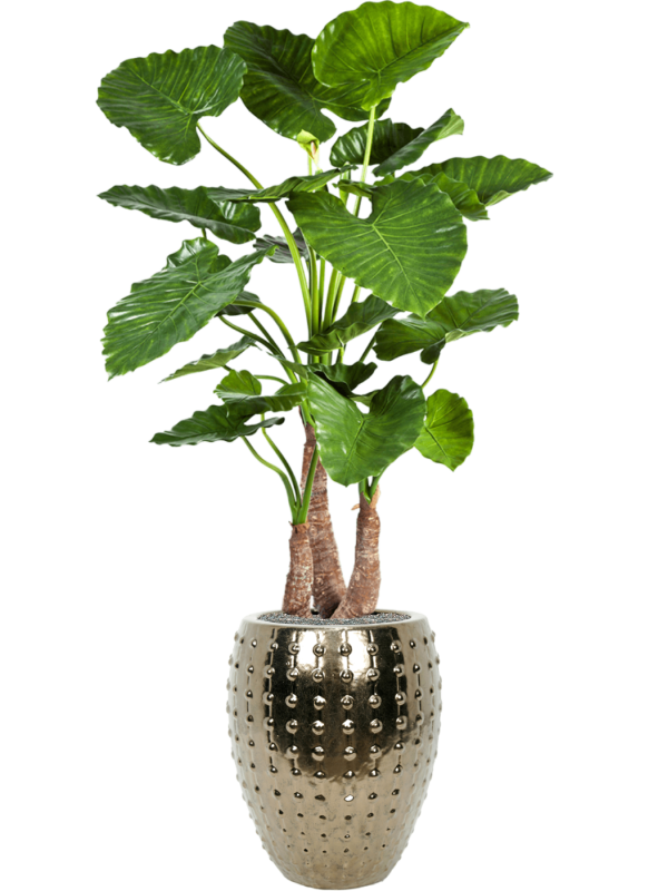 Ansamblu D44xH172cm cu planta naturala Alocasia calidora in ghiveci Laos all inclusive set cu granule decorative