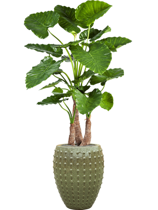 Ansamblu D44xH172cm cu planta naturala Alocasia calidora in ghiveci Laos all inclusive set cu granule decorative