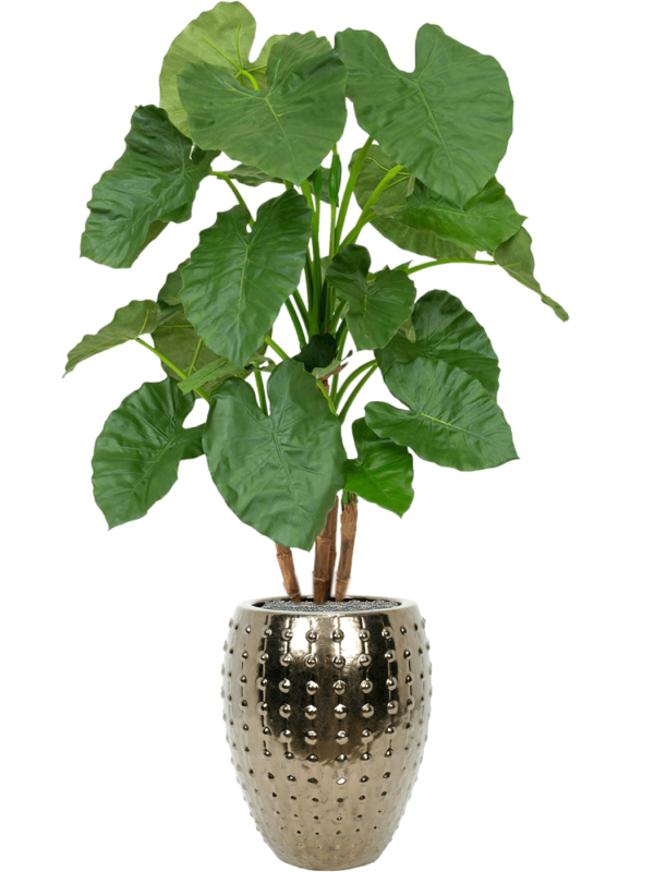 Ansamblu D44xH172cm cu planta naturala Alocasia in ghiveci Laos all inclusive set cu granule decorative