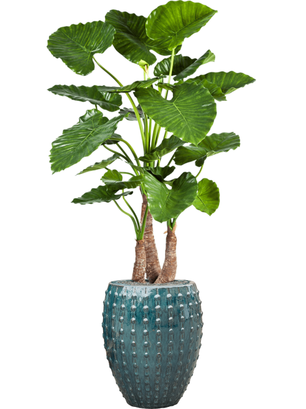 Ansamblu D44xH173cm cu planta naturala Alocasia calidora in ghiveci Laos all inclusive set cu granule decorative