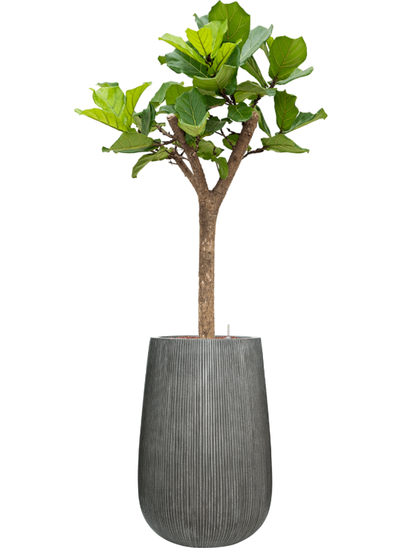 Ansamblu D44xH179cm cu planta naturala Ficus lyrata in ghiveci Ridged Vertically all inclusive set cu granule decorative