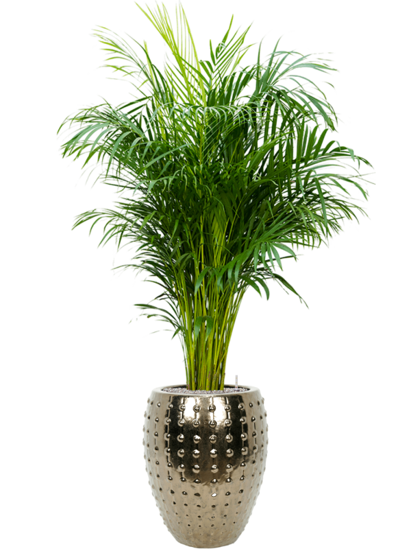 Ansamblu D44xH182cm cu planta naturala Dypsis (Areca) lutescens in ghiveci Laos all inclusive set cu granule decorative
