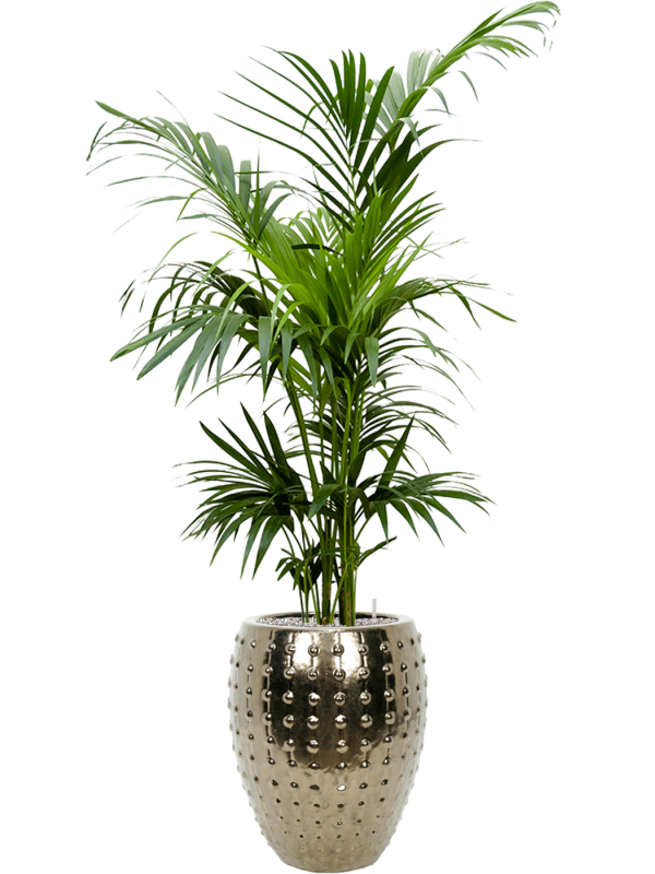 Ansamblu D44xH190cm cu planta naturala Kentia (Howea) forsteriana in ghiveci Laos all inclusive set cu granule decorative