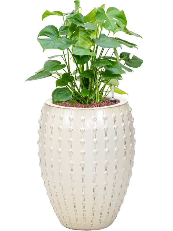 Ansamblu D44xH94cm cu planta naturala Monstera deliciosa in ghiveci Laos all inclusive set cu granule decorative