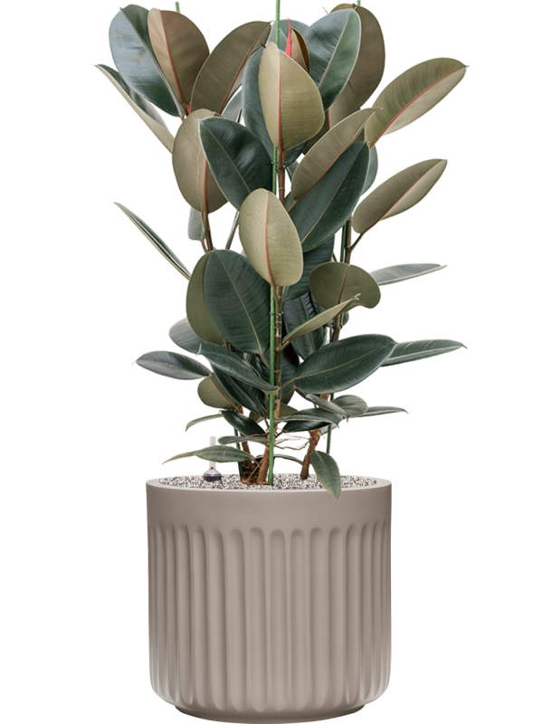 Ansamblu D45xH118cm cu planta naturala Ficus elastica 'Abidjan' in ghiveci Doric Natural all inclusive set cu granule decorative