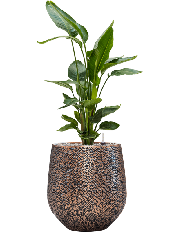 Ansamblu D45xH126cm cu planta naturala Strelitzia nicolai in ghiveci Baq Opus Hit all inclusive set cu granule decorative