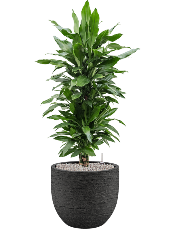 Ansamblu D45xH127cm cu planta naturala Dracaena fragrans 'Janet Lind' in ghiveci Terreno all inclusive set cu granule decorative