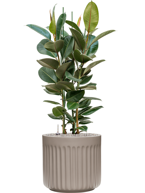 Ansamblu D45xH130cm cu planta naturala Ficus elastica 'Robusta' in ghiveci Doric Natural all inclusive set cu granule decorative