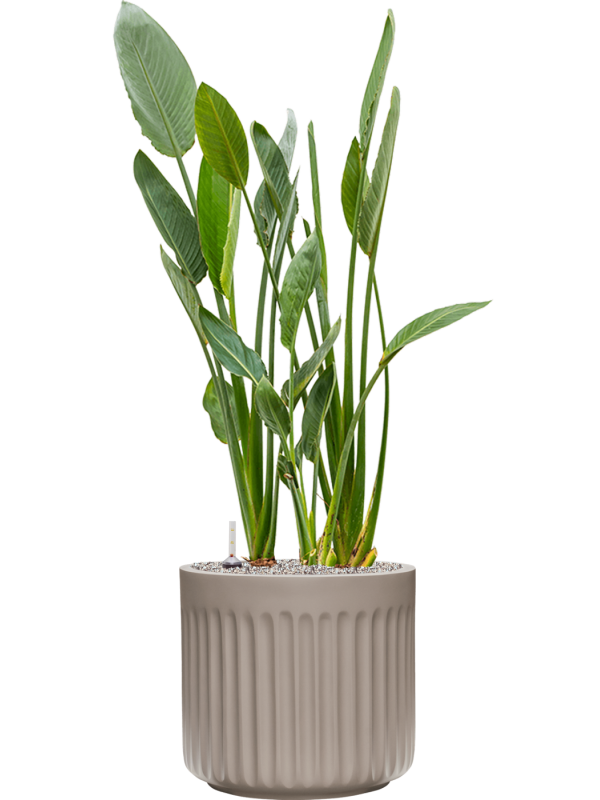 Ansamblu D45xH136cm cu planta naturala Strelitzia reginae in ghiveci Doric Natural all inclusive set cu granule decorative