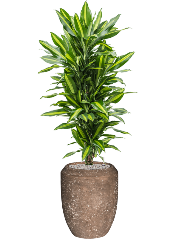 Ansamblu D45xH170cm cu planta naturala Dracaena fragrans 'Cintho' in ghiveci Baq Polystone Coated Plain all inclusive set cu granule decorative