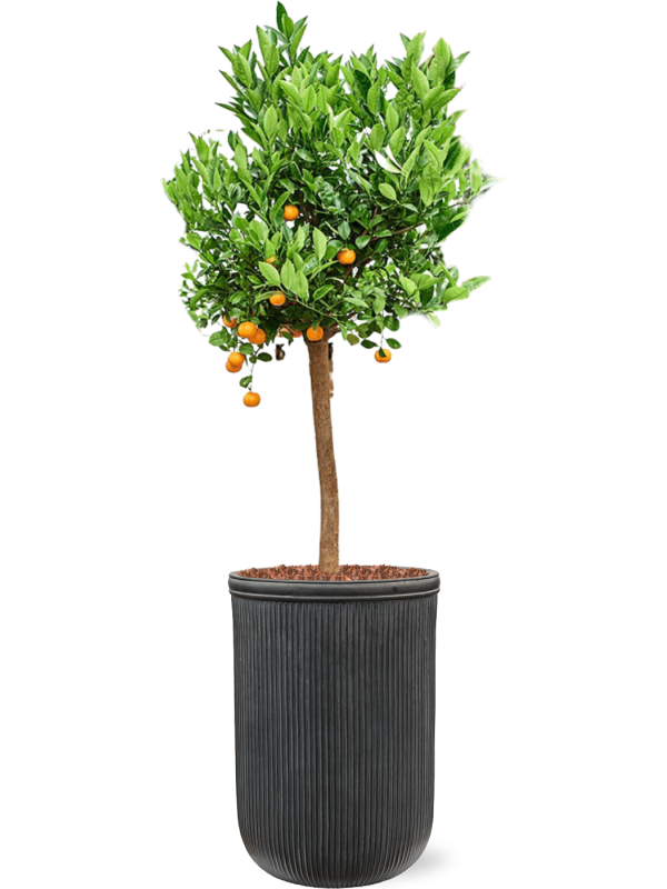 Ansamblu D45xH178cm cu planta naturala Citrus (Citrofortunella) calamondin in ghiveci Baq Vertical Rib all inclusive set cu granule decorative