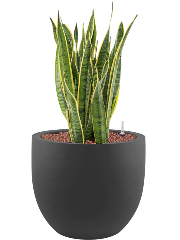 Ansamblu D45xH83cm cu planta naturala Sansevieria trifasciata 'Laurentii' in ghiveci Stretto all inclusive set cu granule decorative