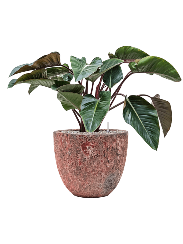 Ansamblu D45xH92cm cu planta naturala Philodendron 'Red Beauty' in ghiveci Baq Lava all inclusive set cu granule decorative