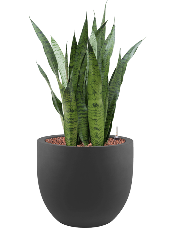 Ansamblu D45xH94cm cu planta naturala Sansevieria zeylanica in ghiveci Stretto all inclusive set cu granule decorative