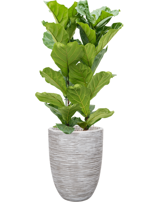 Ansamblu D46xH154cm cu planta naturala Ficus lyrata in ghiveci Capi Nature Rib NL all inclusive set cu granule decorative