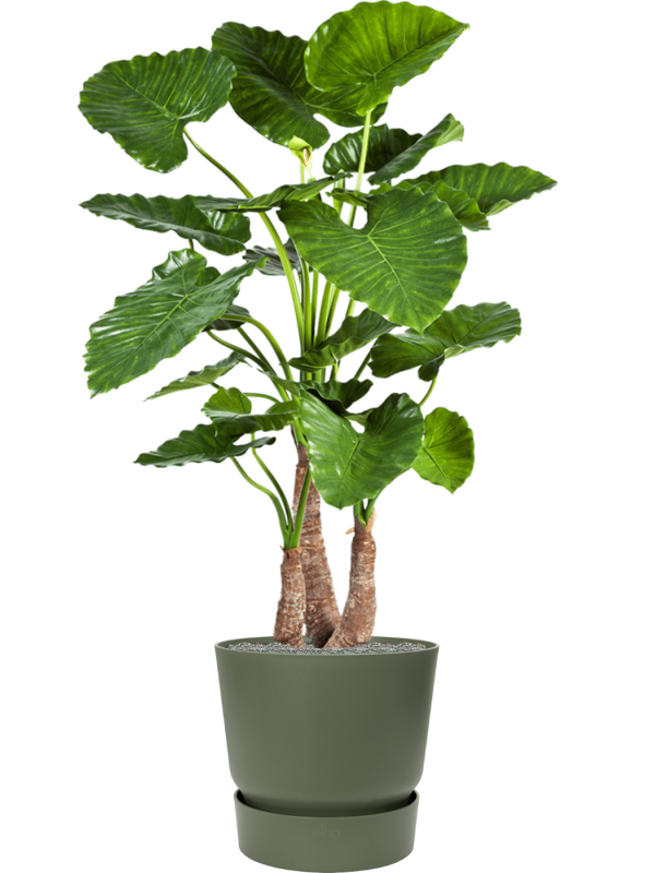 Ansamblu D47xH161cm cu planta naturala Alocasia calidora in ghiveci Greenville all inclusive set cu granule decorative