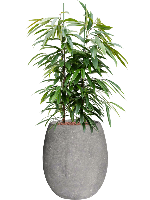 Ansamblu D48xH136cm cu planta naturala Ficus binnendijkii Amstel King in ghiveci Baq Polystone Coated Plain all inclusive set cu granule decorative
