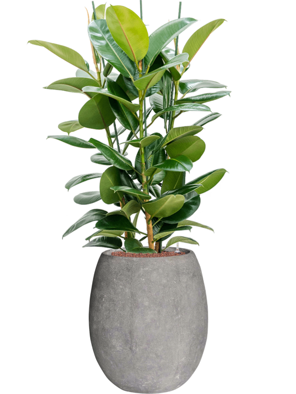 Ansamblu D48xH146cm cu planta naturala Ficus elastica 'Robusta' in ghiveci Baq Polystone Coated Plain all inclusive set cu granule decorative