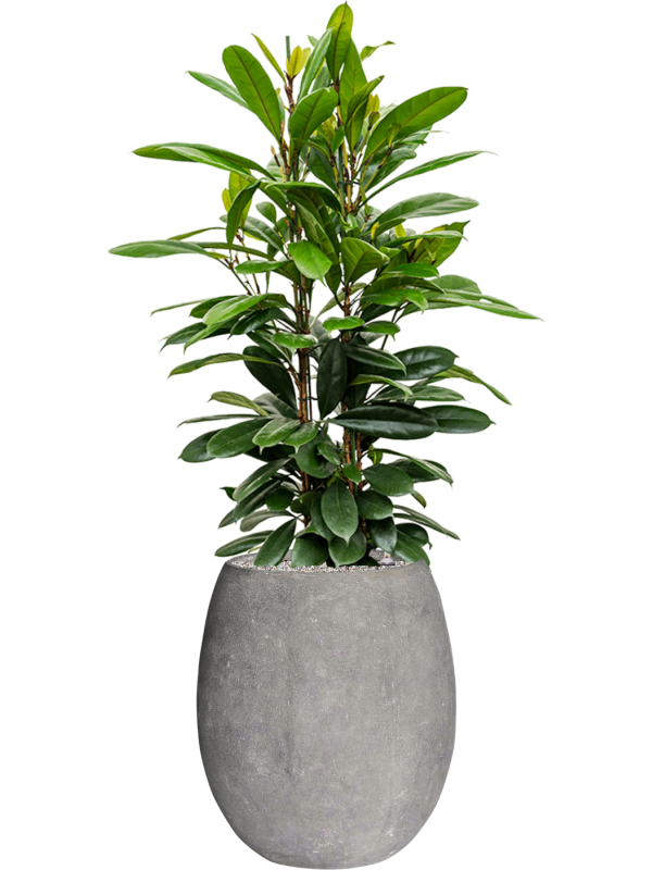 Ansamblu D48xH148cm cu planta naturala Ficus cyathistipula in ghiveci Baq Polystone Coated Plain all inclusive set cu granule decorative