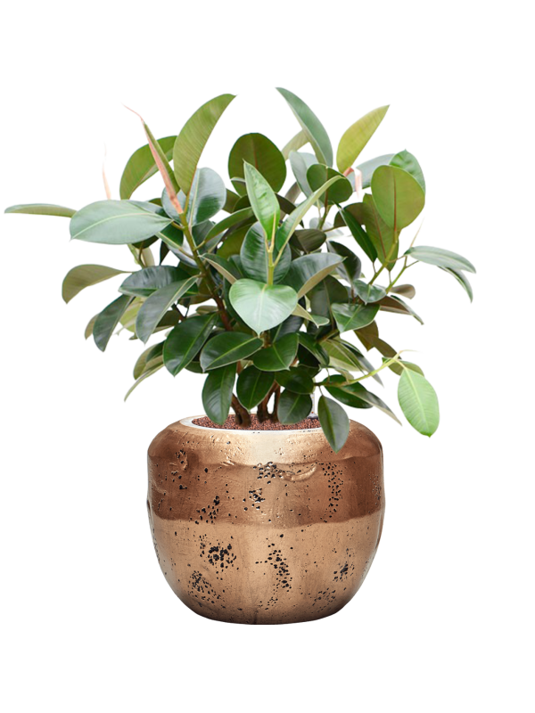 Ansamblu D50xH101cm cu planta naturala Ficus elastica 'Robusta' (70-100cm) in ghiveci Baq Opus Raw all inclusive set cu granule decorative