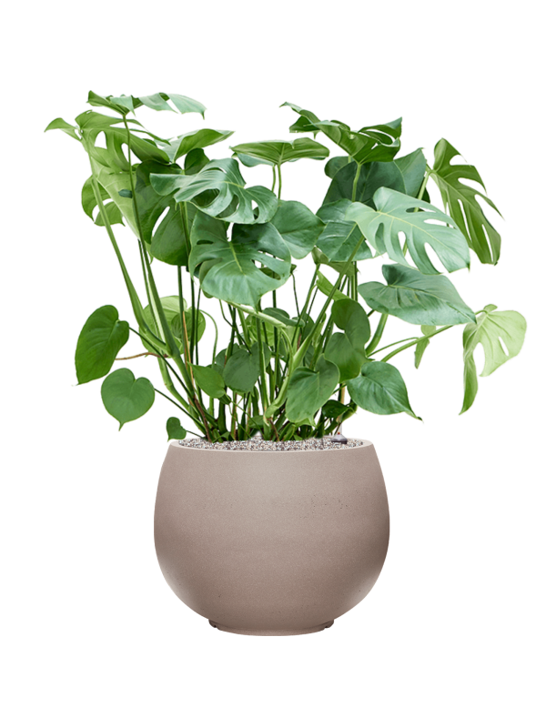 Ansamblu D50xH104cm cu planta naturala Monstera deliciosa in ghiveci Rotunda Urban all inclusive set cu granule decorative