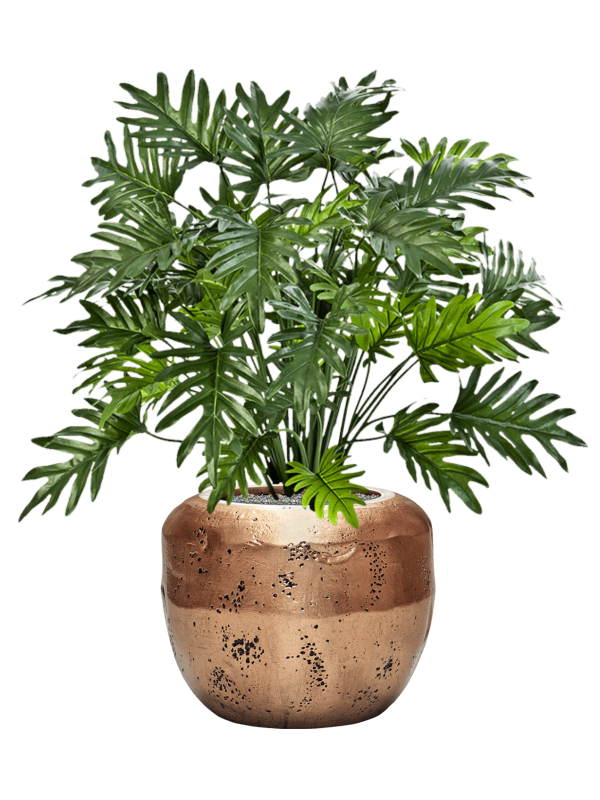 Ansamblu D50xH107cm cu planta naturala Philodendron in ghiveci Baq Opus Raw all inclusive set cu granule decorative