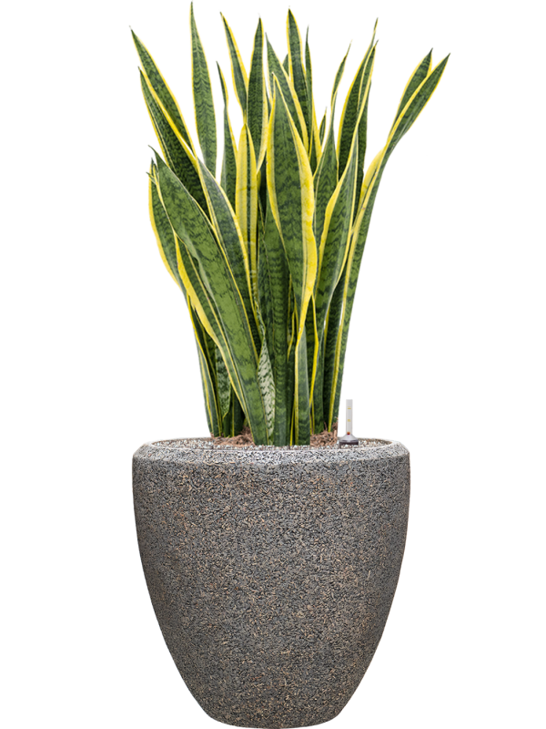 Ansamblu D50xH125cm cu planta naturala Sansevieria trifasciata 'Laurentii' in ghiveci Baq Naturescast all inclusive set cu granule decorative