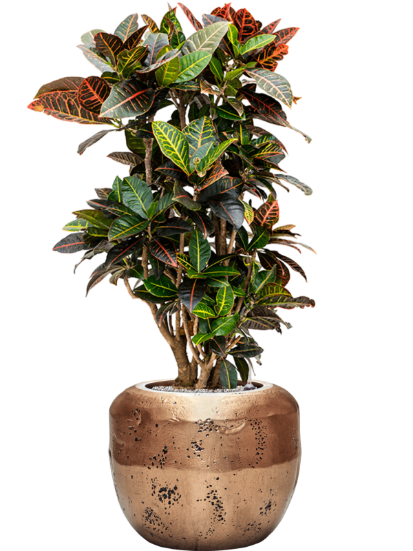 Ansamblu D50xH127cm cu planta naturala Croton (Codiaeum) variegatum 'Petra' in ghiveci Baq Opus Raw all inclusive set cu granule decorative