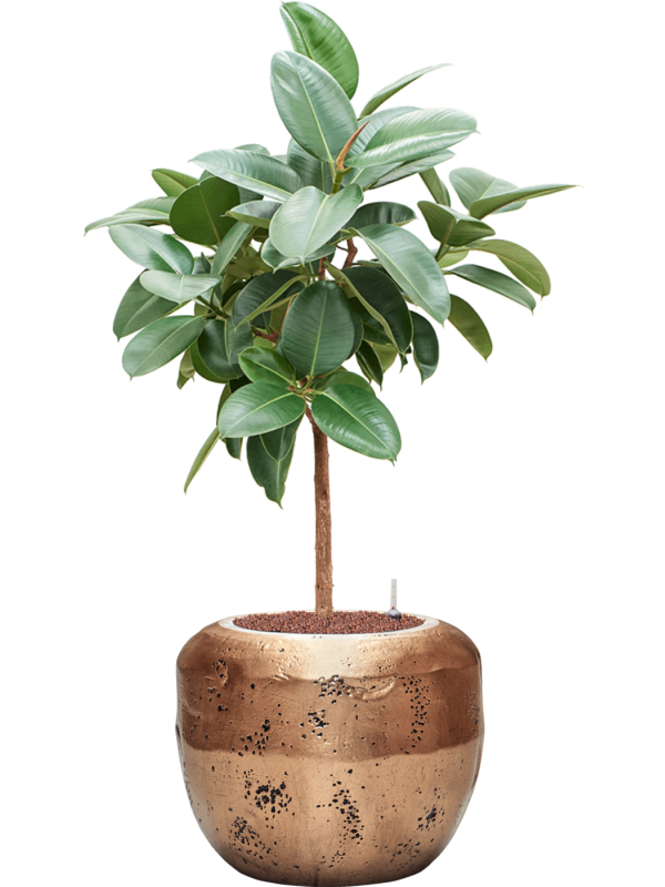 Ansamblu D50xH128cm cu planta naturala Ficus elastica 'Robusta' in ghiveci Baq Opus Raw all inclusive set cu granule decorative