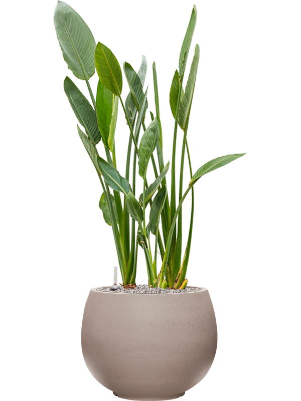 Ansamblu D50xH133cm cu planta naturala Strelitzia reginae in ghiveci Rotunda Urban all inclusive set cu granule decorative