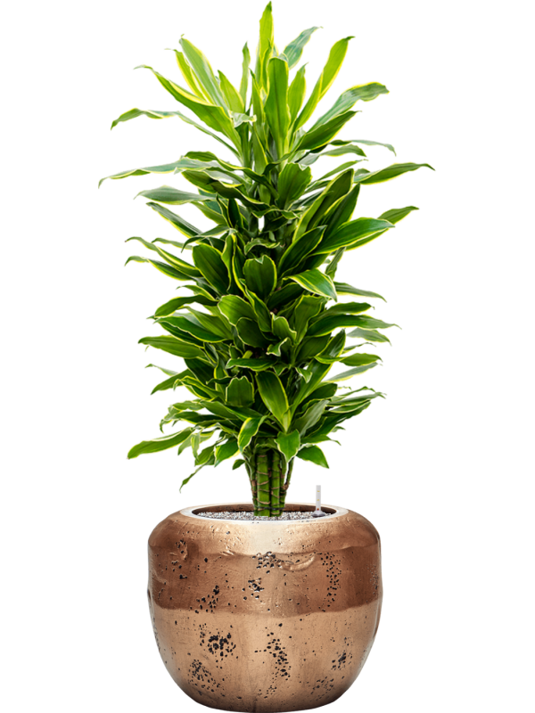 Ansamblu D50xH136cm cu planta naturala Dracaena fragrans 'Golden Coast' in ghiveci Baq Opus Raw all inclusive set cu granule decorative