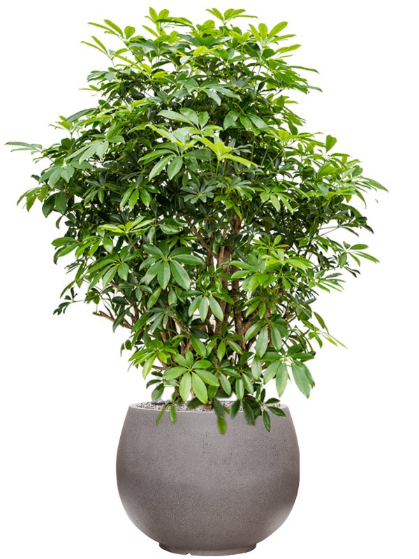 Ansamblu D50xH136cm cu planta naturala Schefflera arboricola 'Compacta' in ghiveci Rotunda Urban all inclusive set cu granule decorative