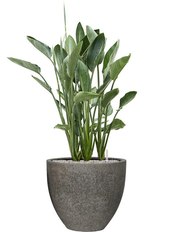 Ansamblu D50xH138cm cu planta naturala Strelitzia reginae in ghiveci Cement & Stone all inclusive set cu granule decorative