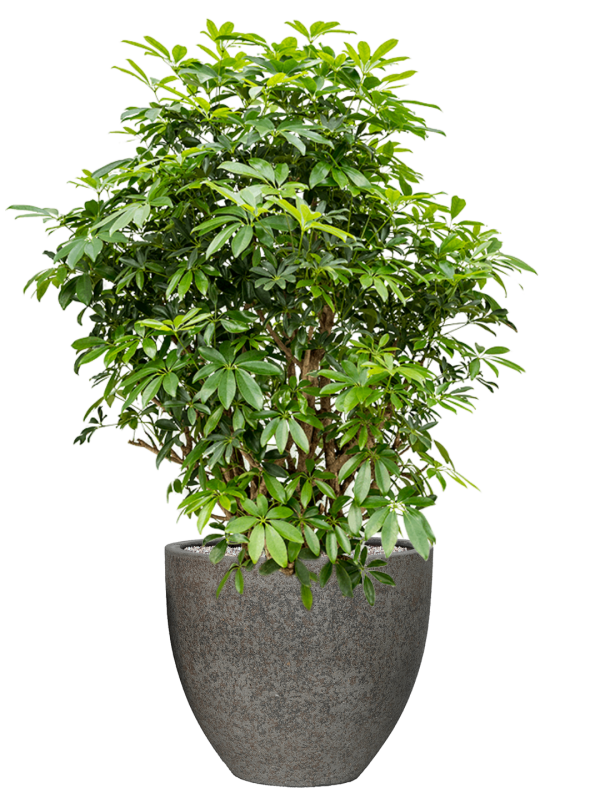 Ansamblu D50xH142cm cu planta naturala Schefflera arboricola 'Compacta' in ghiveci Cement & Stone all inclusive set cu granule decorative