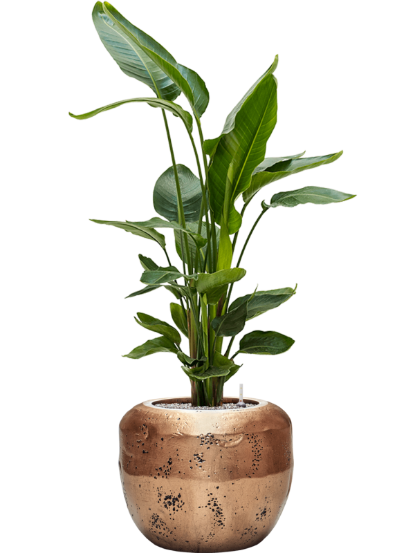 Ansamblu D50xH142cm cu planta naturala Strelitzia nicolai in ghiveci Baq Opus Raw all inclusive set cu granule decorative