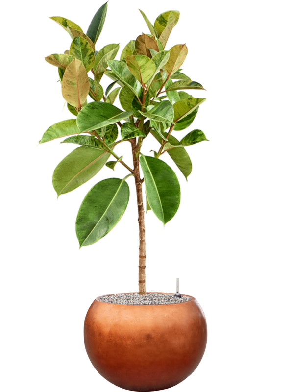 Ansamblu D50xH145cm cu planta naturala Ficus elastica 'Shivereana Moonshine' in ghiveci Baq Metallic all inclusive set cu granule decorative