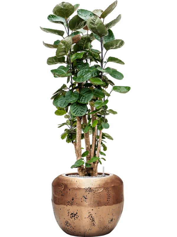 Ansamblu D50xH146cm cu planta naturala Aralia (polyscias) fabian in ghiveci Baq Opus Raw all inclusive set cu granule decorative