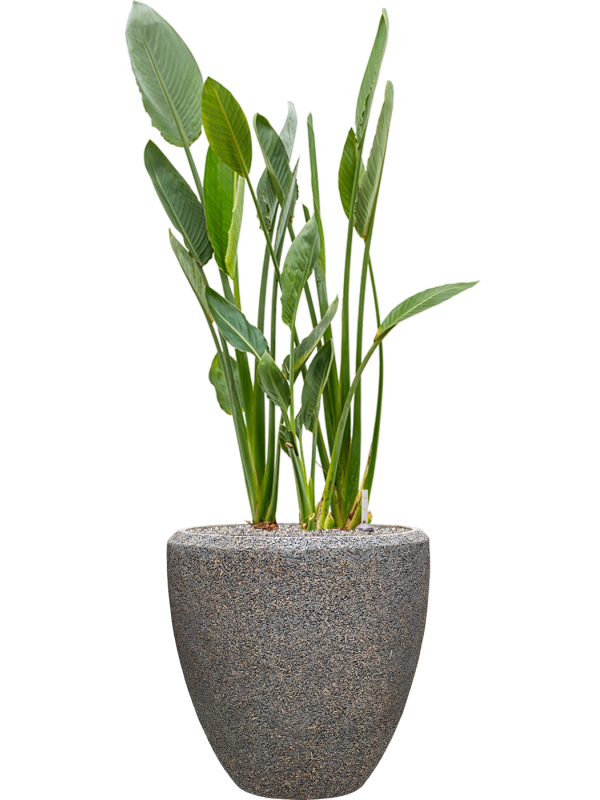 Ansamblu D50xH146cm cu planta naturala Strelitzia reginae in ghiveci Baq Naturescast all inclusive set cu granule decorative